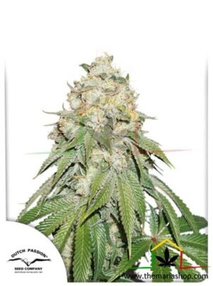 Banana Blaze de Dutch Passion, son semillas de marihuana feminizadas que puedes comprar en nuestro grow shop online.