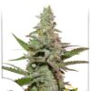 Amsterdam Amnesia de Dutch Passion, son semillas de marihuana feminizadas que puedes comprar en nuestro grow shop online.