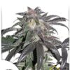Bubba Island Kush de Dutch Passion, son semillas de marihuana feminizadas que puedes comprar en nuestro grow shop online.