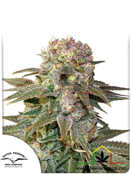 C-Vibez de Dutch Passion, son semillas de marihuana feminizadas que puedes comprar en nuestro grow shop online.
