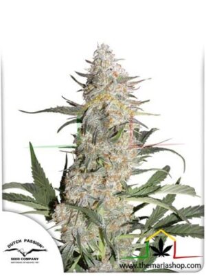 Critical Orange Punch de Dutch Passion, son semillas de marihuana feminizadas que puedes comprar en nuestro grow shop online.
