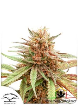 Durban Dew de Dutch Passion, son semillas de marihuana feminizadas que puedes comprar en nuestro grow shop online.