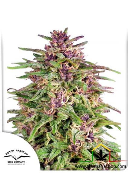 Frisian Dew de Dutch Passion, son semillas de marihuana feminizadas que puedes comprar en nuestro grow shop online.