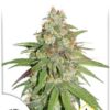 Glueberry OG de Dutch Passion, son semillas de marihuana feminizadas que puedes comprar en nuestro grow shop online.