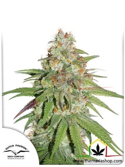 Glueberry OG de Dutch Passion, son semillas de marihuana feminizadas que puedes comprar en nuestro grow shop online.