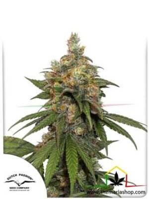 Hifi 4G de Dutch Passion, son semillas de marihuana feminizadas que puedes comprar en nuestro grow shop online.