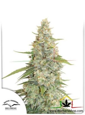 Meringue de Dutch Passion, son semillas de marihuana feminizadas que puedes comprar en nuestro grow shop online.