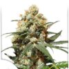 Orange Hill Special de Dutch Passion, son semillas de marihuana feminizadas que puedes comprar en nuestro grow shop online.