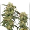 Pamir Gold de Dutch Passion, son semillas de marihuana feminizadas que puedes comprar en nuestro grow shop online.