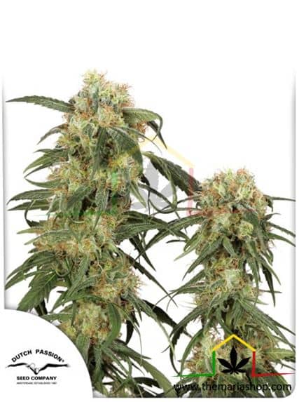 Pamir Gold de Dutch Passion, son semillas de marihuana feminizadas que puedes comprar en nuestro grow shop online.