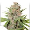 Passion Fruit de Dutch Passion, son semillas de marihuana feminizadas que puedes comprar en nuestro grow shop online.