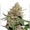 Skunk #11 de Dutch Passion, son semillas de marihuana feminizadas que puedes comprar en nuestro grow shop online.