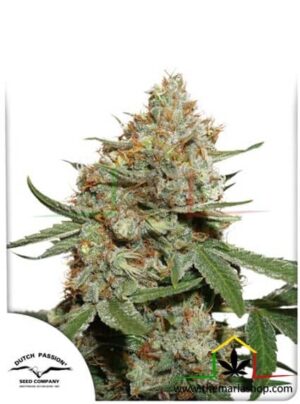 Skunk #11 de Dutch Passion, son semillas de marihuana feminizadas que puedes comprar en nuestro grow shop online.