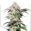 Skywalker Haze de Dutch Passion, son semillas de marihuana feminizadas que puedes comprar en nuestro grow shop online.