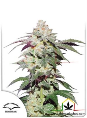 Skywalker Haze de Dutch Passion, son semillas de marihuana feminizadas que puedes comprar en nuestro grow shop online.