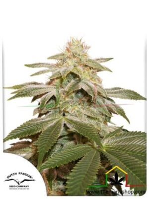 Sugar Bomb Punch de Dutch Passion, son semillas de marihuana feminizadas que puedes comprar en nuestro grow shop online.