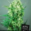 Jack Diesel de Positronics, son semillas de marihuana feminizadas que puedes comprar en nuestro grow shop