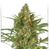 Snow Bud de Dutch Passion, son semillas de marihuana feminizadas que puedes comprar en nuestro grow shop online.