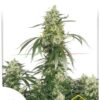 The Ultimate de Dutch Passion, son semillas de marihuana feminizadas que puedes comprar en nuestro grow shop online.