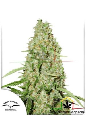 Think Fast de Dutch Passion, son semillas de marihuana feminizadas que puedes comprar en nuestro grow shop online.