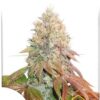 Auto Banana Blaze, semillas de marihuana autoflorecientes de Dutch Passion que puedes comprar en nuestro grow shop online.