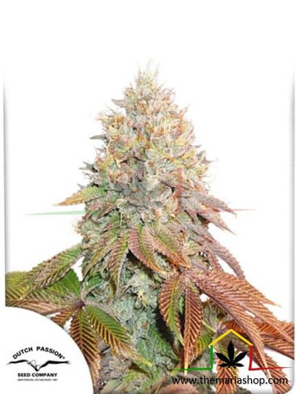 Auto Banana Blaze, semillas de marihuana autoflorecientes de Dutch Passion que puedes comprar en nuestro grow shop online.