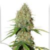 Auto Brooklyn Sunrise, semillas de marihuana autoflorecientes de Dutch Passion que puedes comprar en nuestro grow shop online.