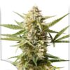 Auto Cinderella Jack, semillas de marihuana autoflorecientes de Dutch Passion que puedes comprar en nuestro grow shop online.