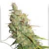 Auto Desfrán, semillas de marihuana autoflorecientes de Dutch Passion que puedes comprar en nuestro grow shop online.