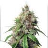 Auto Euforia, semillas de marihuana autoflorecientes de Dutch Passion que puedes comprar en nuestro grow shop online.