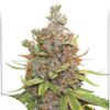 Auto Glueberry OG, semillas de marihuana autoflorecientes de Dutch Passion que puedes comprar en nuestro grow shop online.