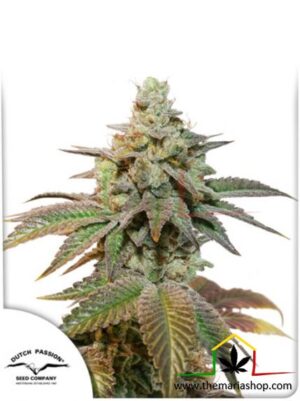 Auto Kerosene Krash, semillas de marihuana autoflorecientes de Dutch Passion que puedes comprar en nuestro grow shop online.