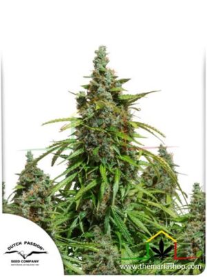 Auto Mazar, semillas de marihuana autoflorecientes de Dutch Passion que puedes comprar en nuestro grow shop online.