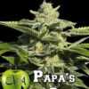 Papa's Candy de Eva Seeds, son semillas de marihuana feminizadas que puedes comprar en nuestro grow shop
