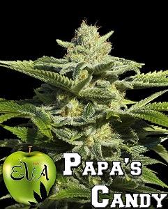 Papa's Candy de Eva Seeds, son semillas de marihuana feminizadas que puedes comprar en nuestro grow shop