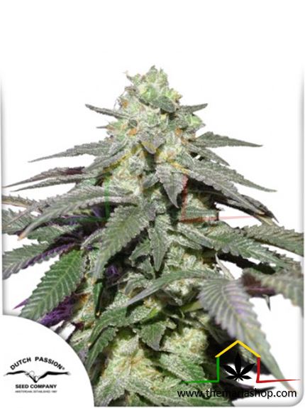 Auto Skywalker Haze, semillas de marihuana autoflorecientes de Dutch Passion que puedes comprar en nuestro grow shop online.
