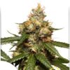 Auto THC - Victory, semillas de marihuana autoflorecientes de Dutch Passion que puedes comprar en nuestro grow shop online.