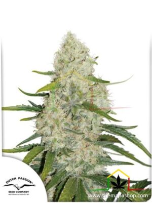 Auto Think Big, semillas de marihuana autoflorecientes de Dutch Passion que puedes comprar en nuestro grow shop online.