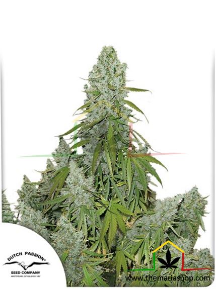 Auto Ultimate, semillas de marihuana autoflorecientes de Dutch Passion que puedes comprar en nuestro grow shop online.