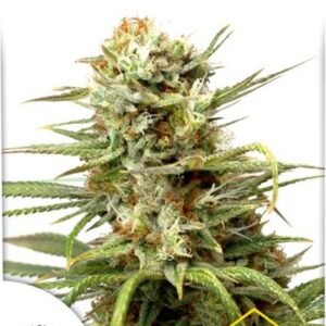 Auto White Widow, semillas de marihuana autoflorecientes de Dutch Passion