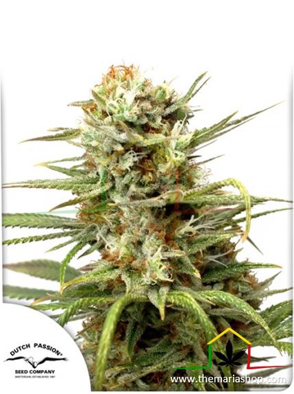 Auto White Widow, semillas de marihuana autoflorecientes de Dutch Passion que puedes comprar en nuestro grow shop online.