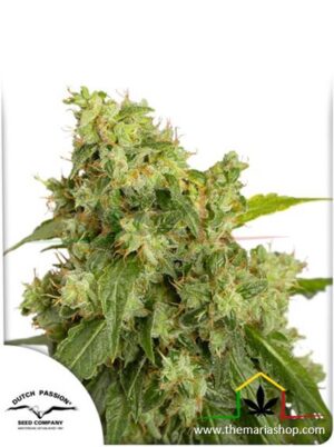 Auto Xtreme, semillas de marihuana autoflorecientes de Dutch Passion que puedes comprar en nuestro grow shop online.