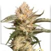 Auto Trichome & Cream, semillas de marihuana autoflorecientes de Dutch Passion que puedes comprar en nuestro grow shop online.