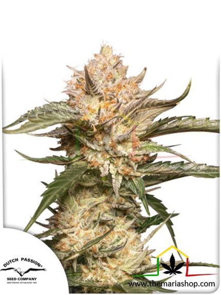 Auto Trichome & Cream, semillas de marihuana autoflorecientes de Dutch Passion que puedes comprar en nuestro grow shop online.