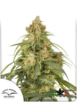 Auto CBD Victory, semillas de marihuana autoflorecientes de Dutch Passion que puedes comprar en nuestro grow shop online.