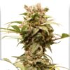 Auto CBG Force, semillas de marihuana autoflorecientes de Dutch Passion que puedes comprar en nuestro grow shop online.