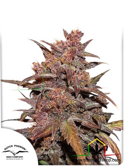 CBD Auto Blackberry Kush, semillas de marihuana autoflorecientes de Dutch Passion que puedes comprar en nuestro grow shop online.