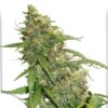 CBD Auto Compassion Lime, semillas de marihuana autoflorecientes de Dutch Passion que puedes comprar en nuestro grow shop online.