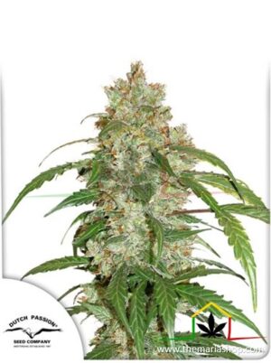 CBD Auto White Widow, semillas de marihuana autoflorecientes de Dutch Passion que puedes comprar en nuestro grow shop online.