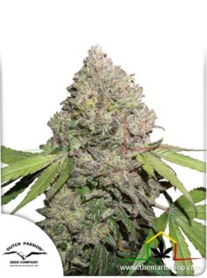Desfrán de Dutch Passion, son semillas de marihuana feminizadas que puedes comprar en nuestro grow shop online.